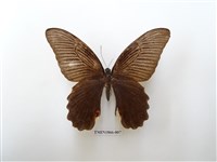 藏品(黑鳳蝶)的圖片